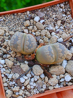 Lithops Otzeniana | 2 cabezas