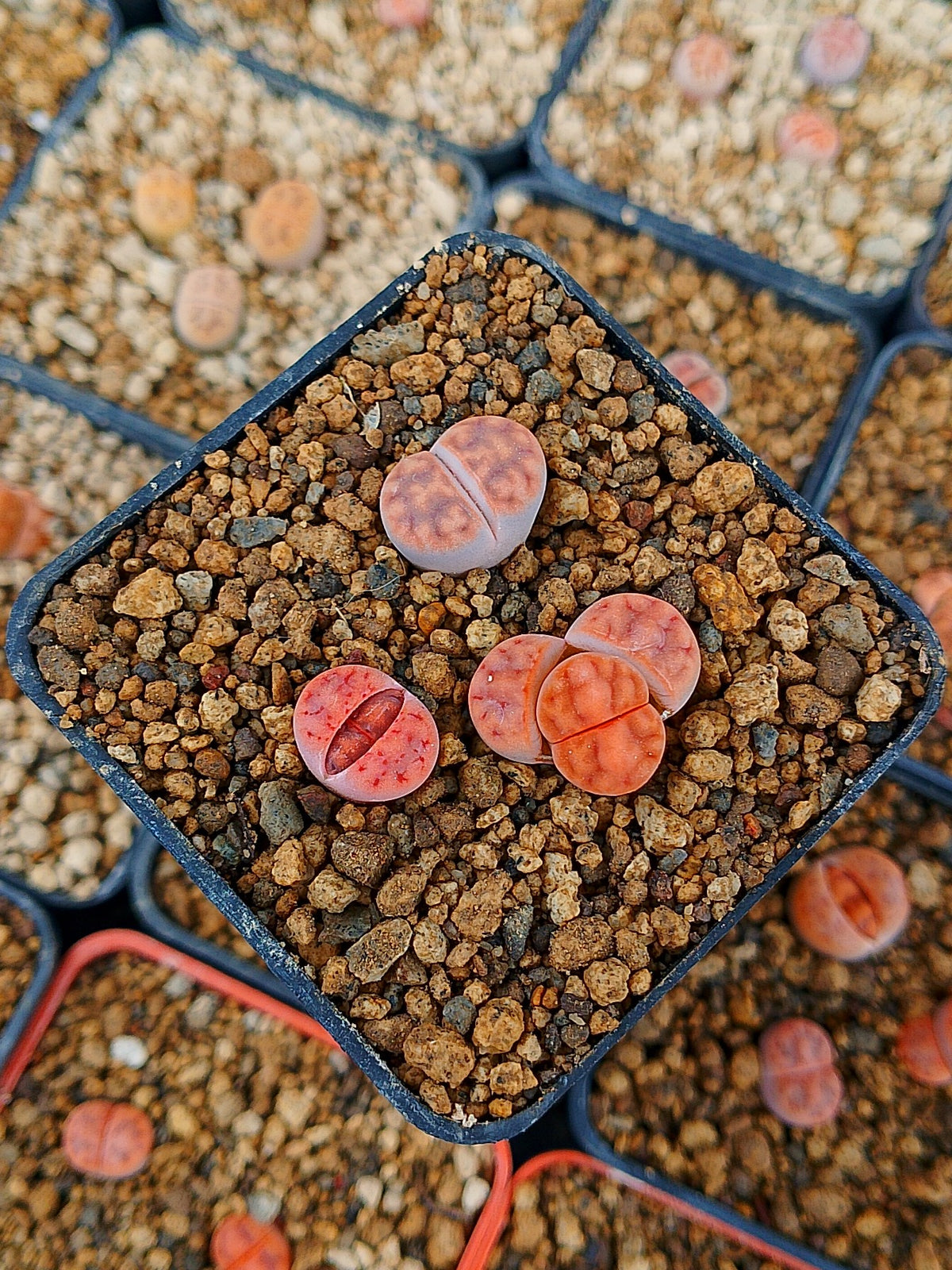 Paquete lithops Mix A | 1 año de edad