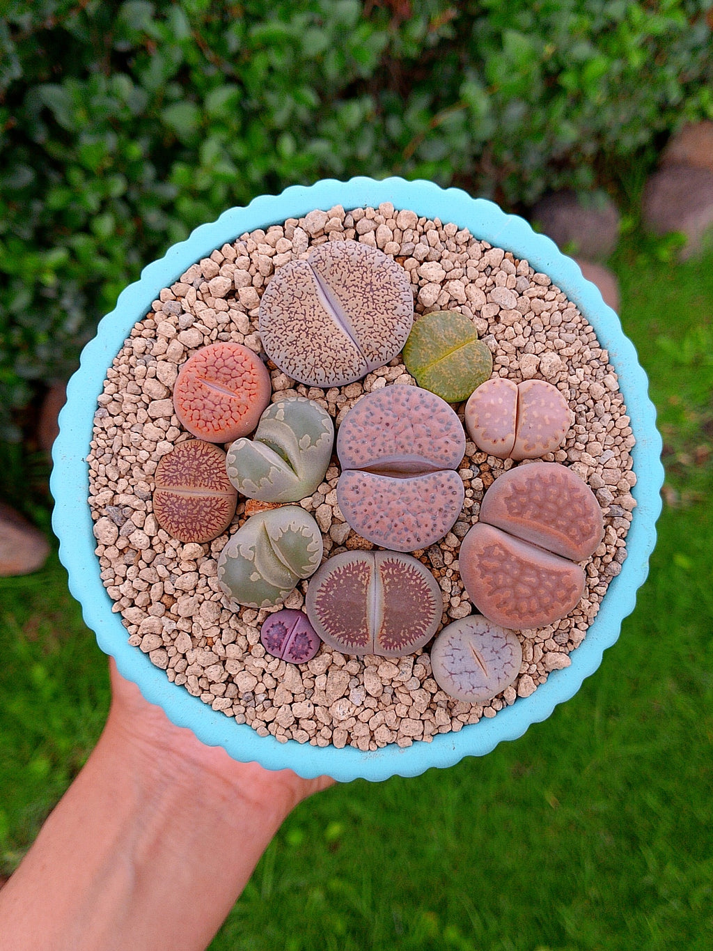 Paquete lithops Mix - circular A