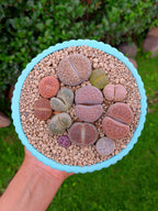 Paquete lithops Mix - circular A