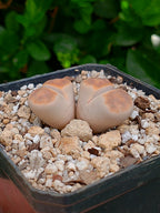 Lithops Karasmontana  | 2 cabezas