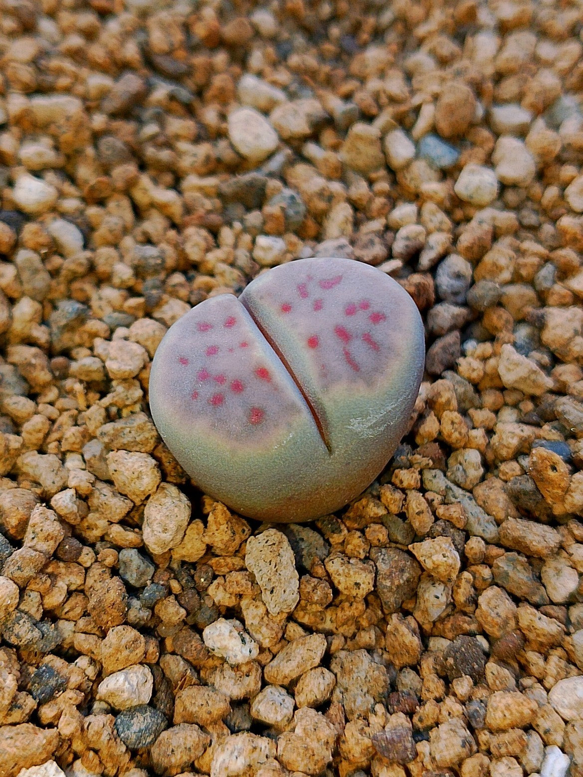 C206 	Lithops dinteri ssp. dinteri v. dinteri