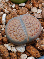 C013 	Lithops hookeri v. dabneri