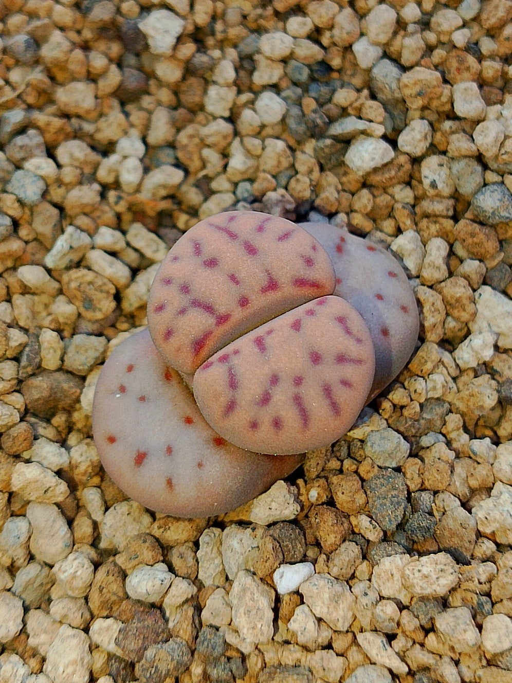 C326 	Lithops dinteri ssp. multipunctata
