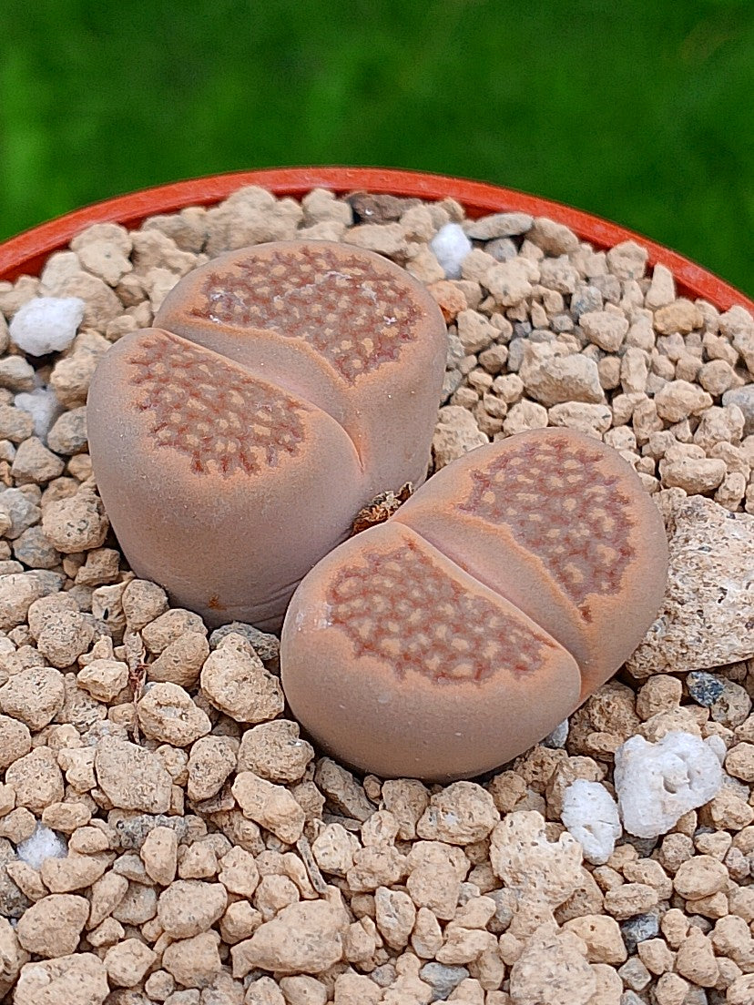 Lithops Hallii | 2 cabezas