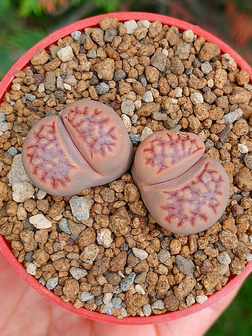 Lithops Hallii | 2 cabezas