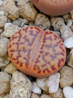 C057 	Lithops bromfieldii v. insularis