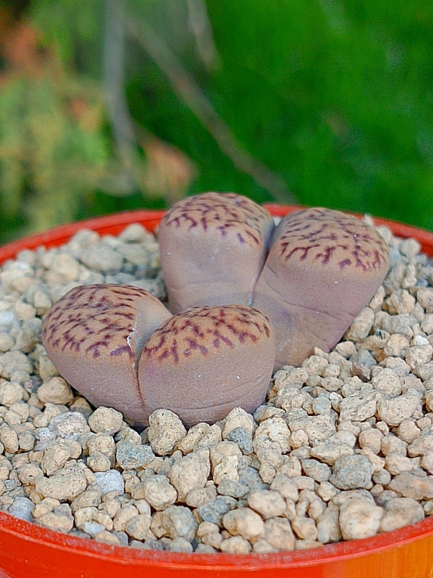 C043 Lithops Bromfieldii | 2 cabezas