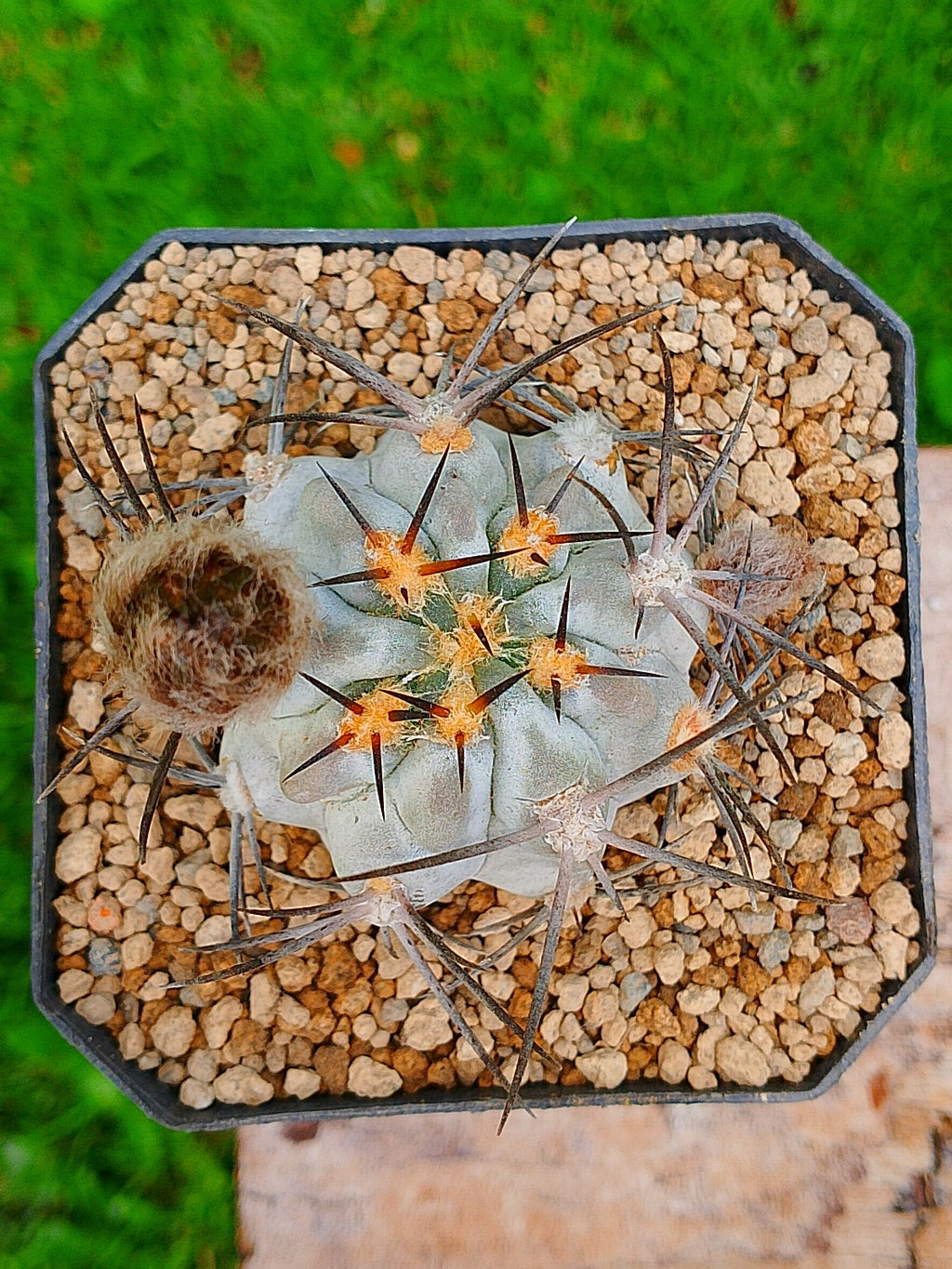 Acanthocalycium glaucum
