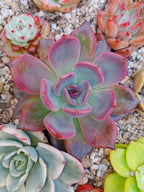 Echeveria Dark chocolate | maceta 3.5"