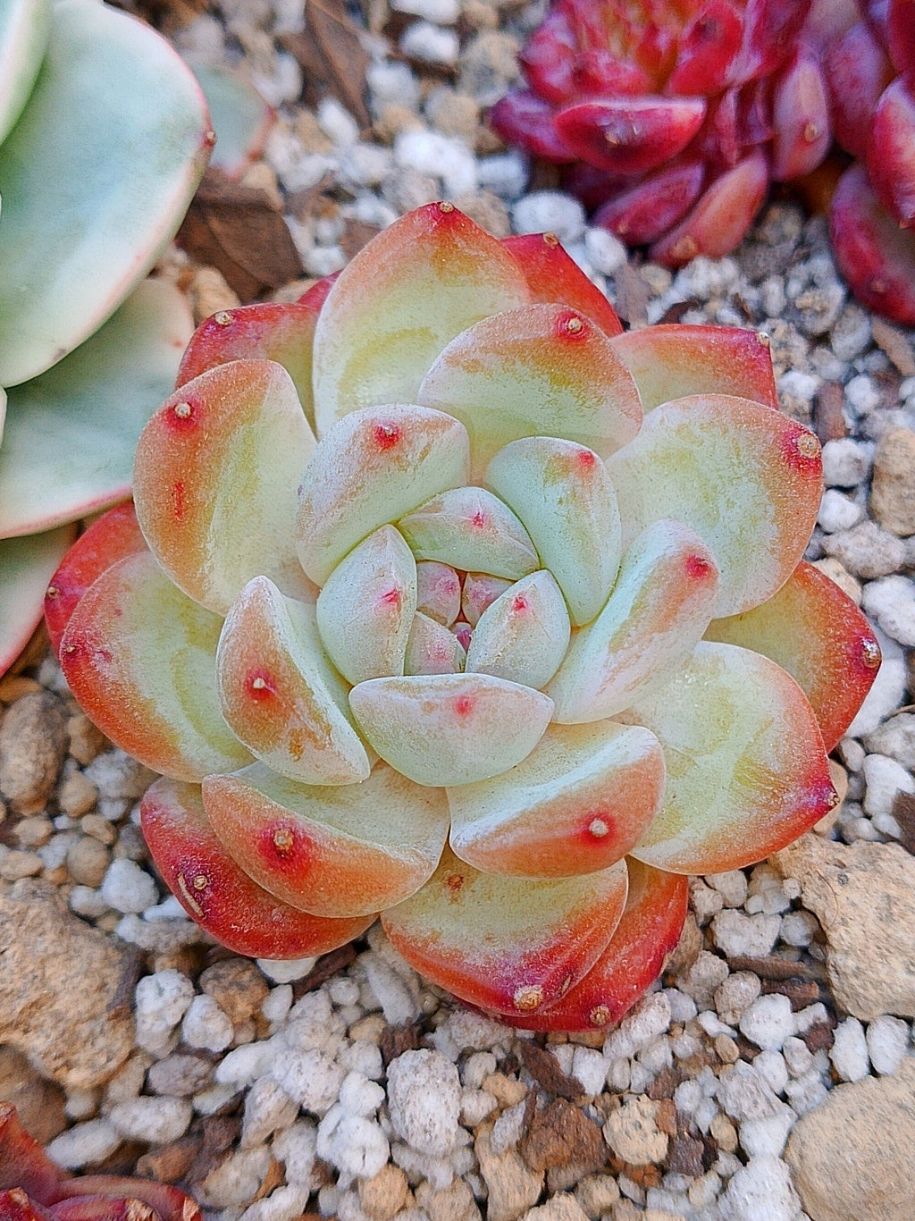 Echeveria Jennie