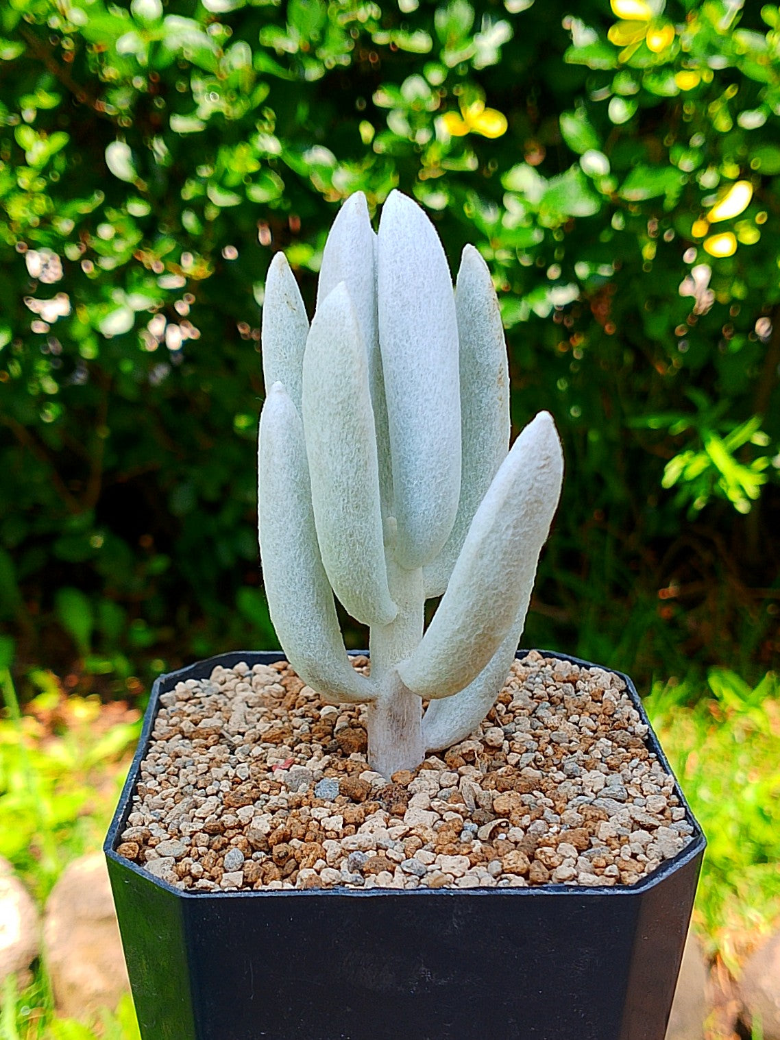 Senecio Haworthii