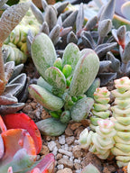 Cotyledon orbiculata leopard | maceta 3.5"