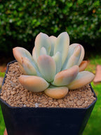 Echeveria Opalina variegada