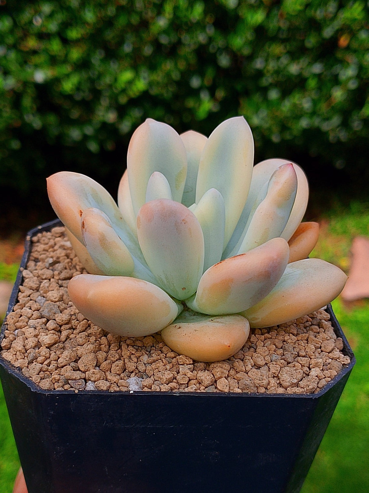 Echeveria Opalina variegada