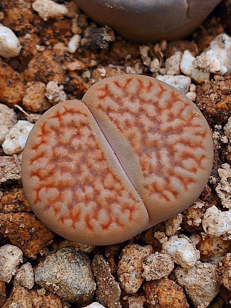 C112 Lithops hookeri v. hookeri
