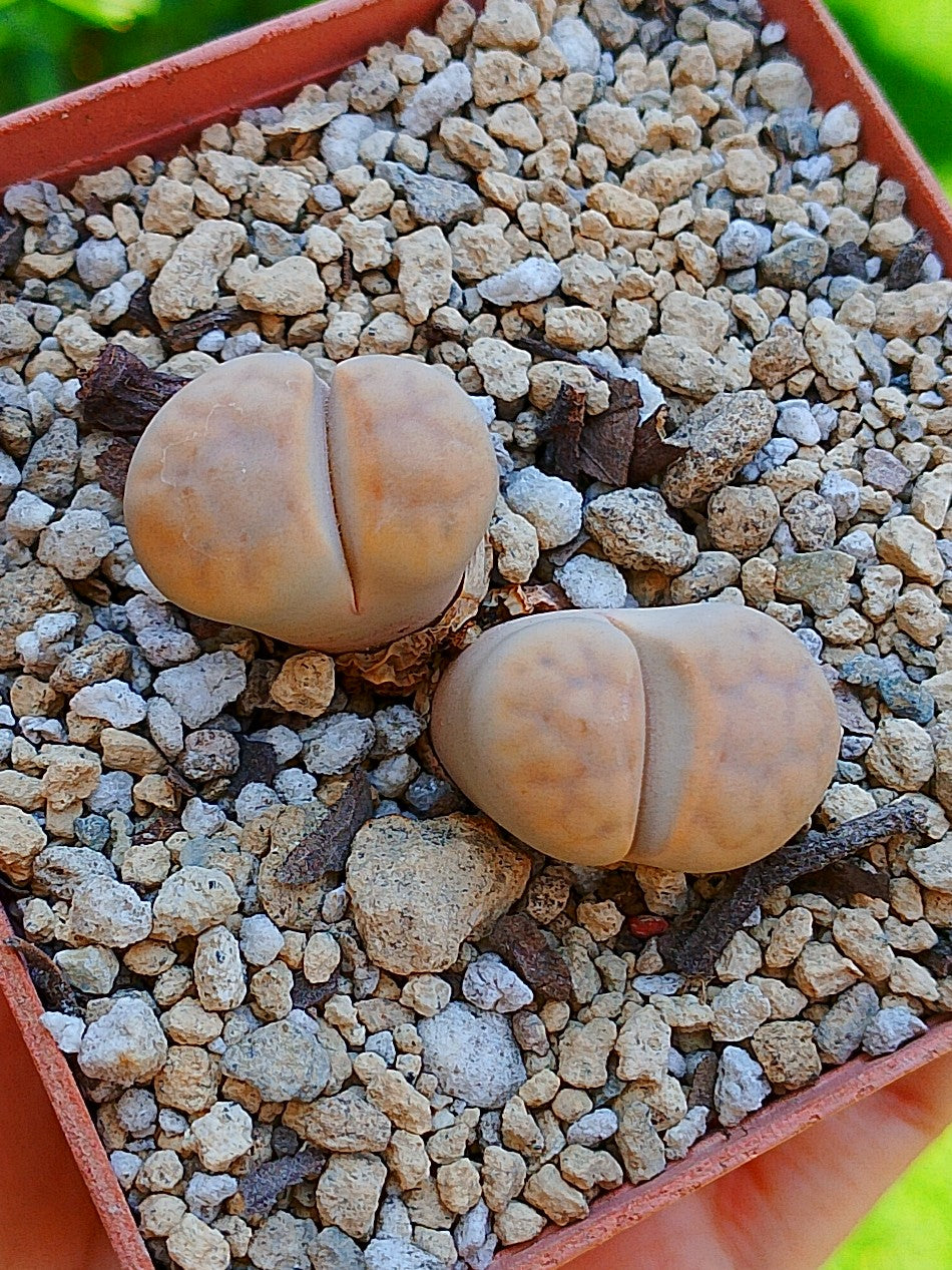 Lithops Karasmontana - 2 cabezas