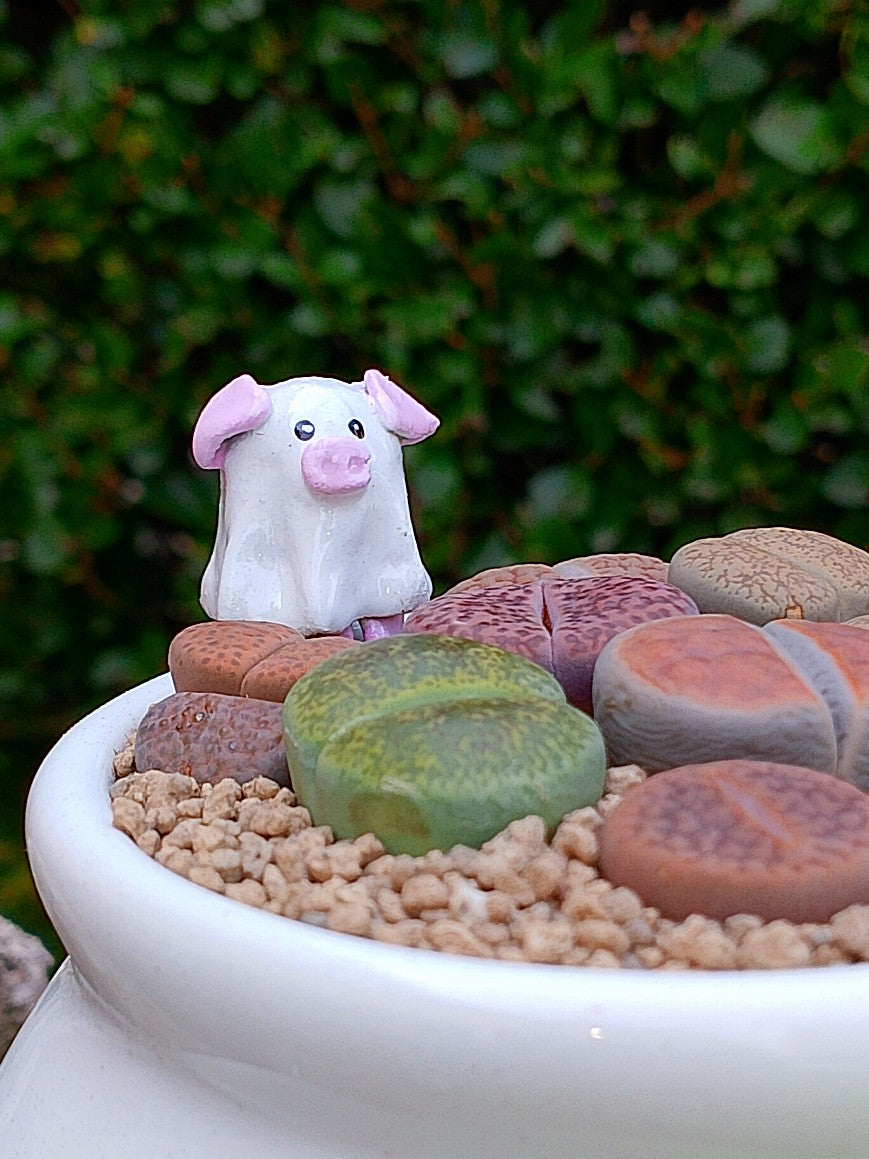 Paquete lithops Mix - Caldero Puerquifantasma