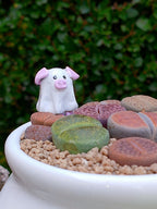 Paquete lithops Mix - Caldero Puerquifantasma