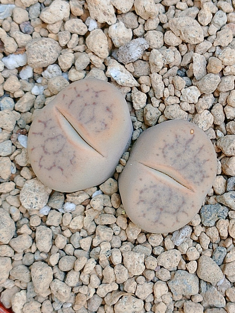 Lithops Pseudotruncatella | 2 cabezas