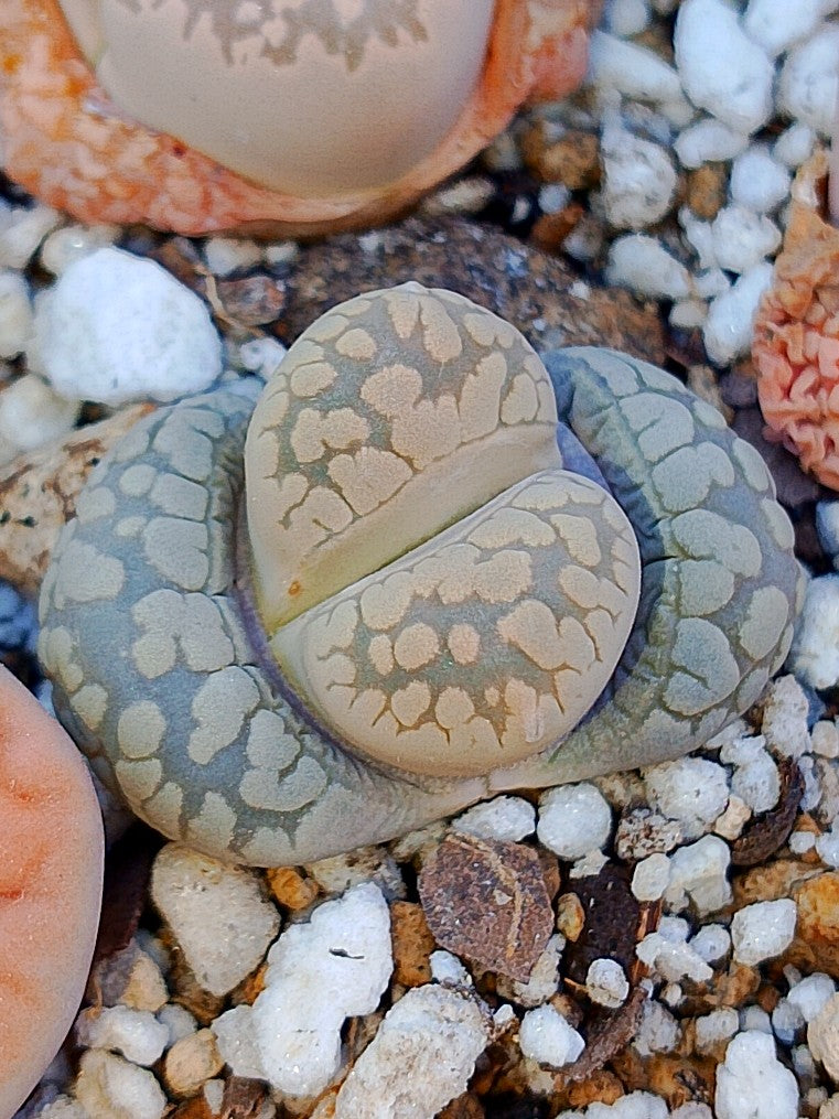 C280 	Lithops otzeniana