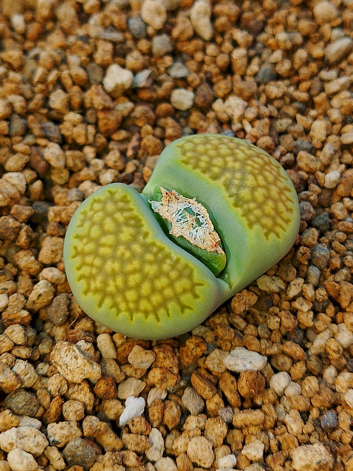 C111A Lithops hallii v. ochracea 'Green Soapstone'