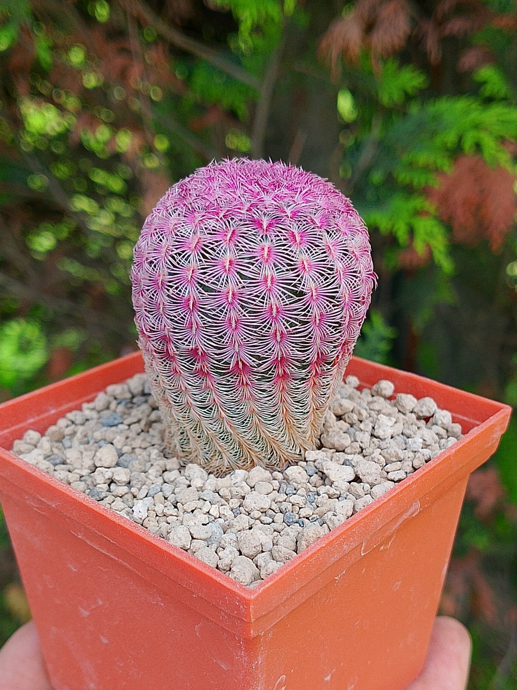 Cactus Arcoiris (Echinocereus rigidissimus rubispinus)