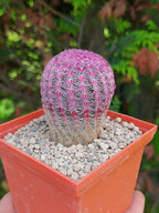 Cactus Arcoiris (Echinocereus rigidissimus rubispinus)