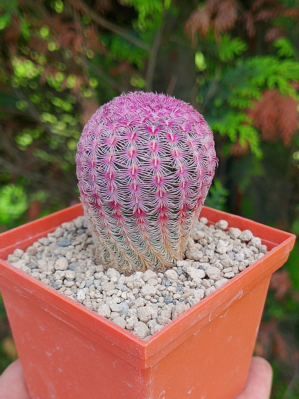 Cactus Arcoiris (Echinocereus rigidissimus rubispinus)