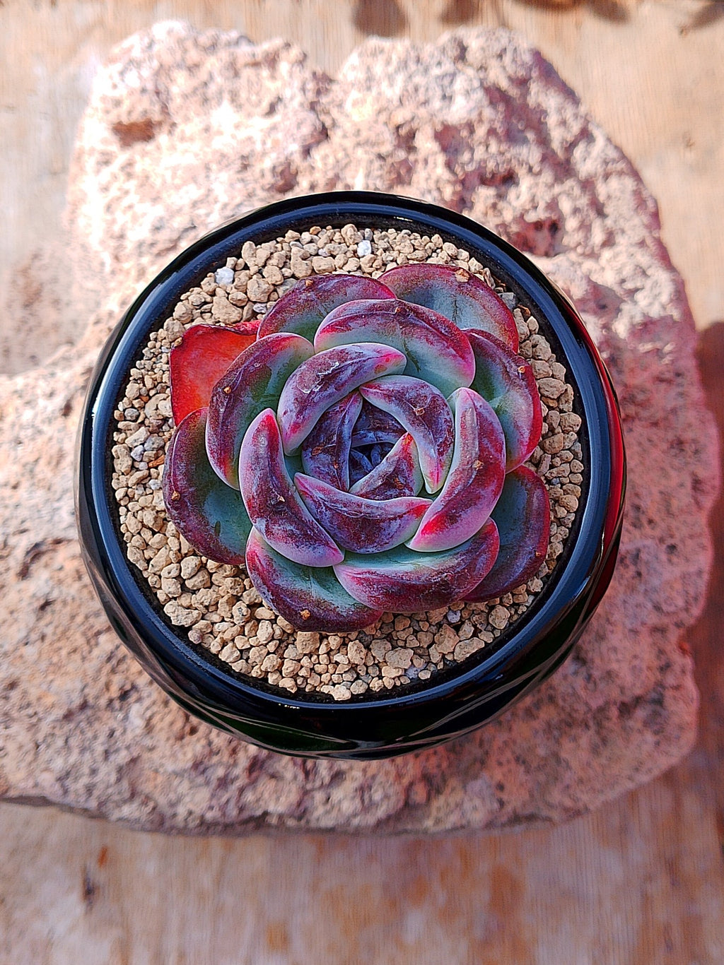 Echeveria Dark opal