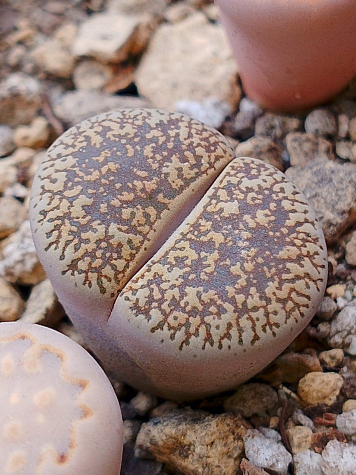 C358 	Lithops lesliei ssp. lesliei v. lesliei