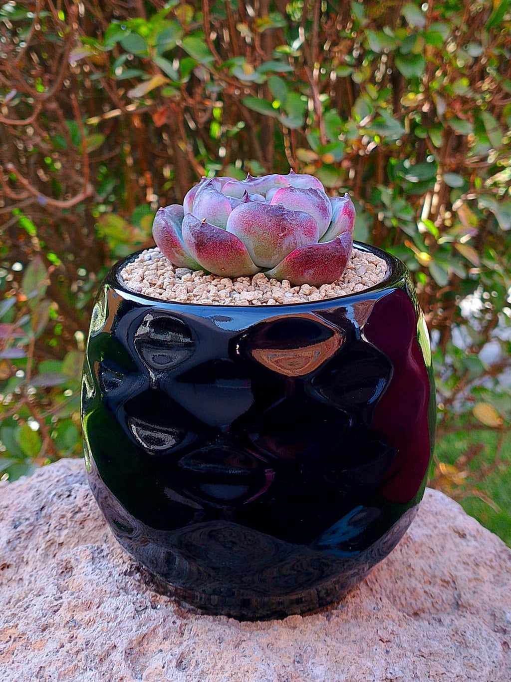 Echeveria Dark opal