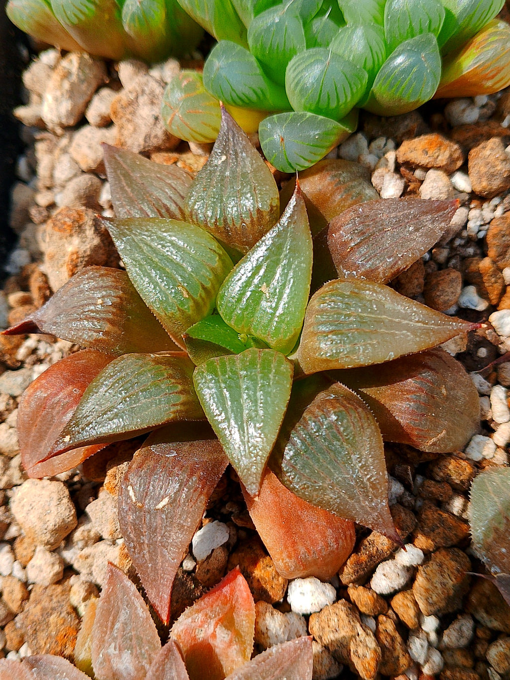 Haworthia RG C | maceta 3"