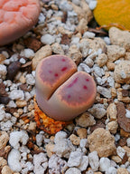 C206 	Lithops dinteri ssp. dinteri v. dinteri 2 años