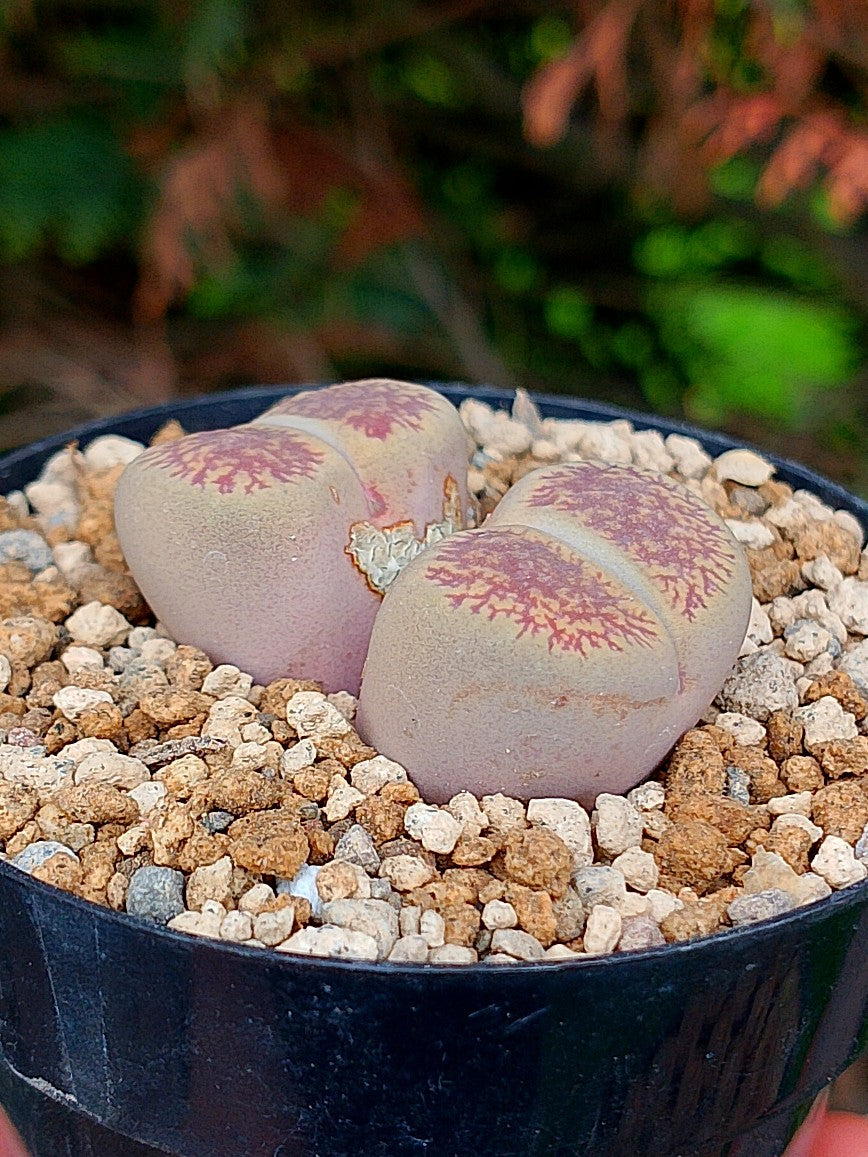 Lithops Aucampiae| 2 cabezas