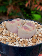 Lithops Aucampiae| 2 cabezas