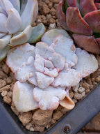 Echeveria Crispate Beauty | Maceta 3"