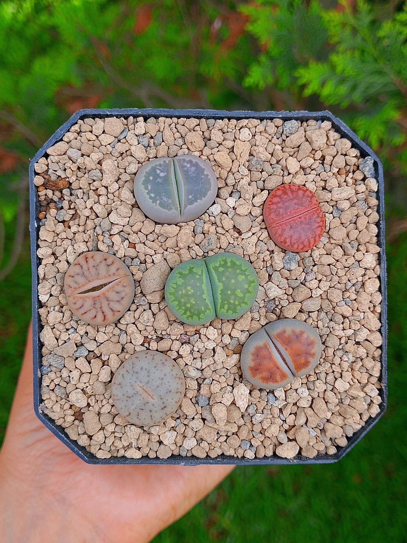 Paquete lithops cultivares E | maceta de 3.5"