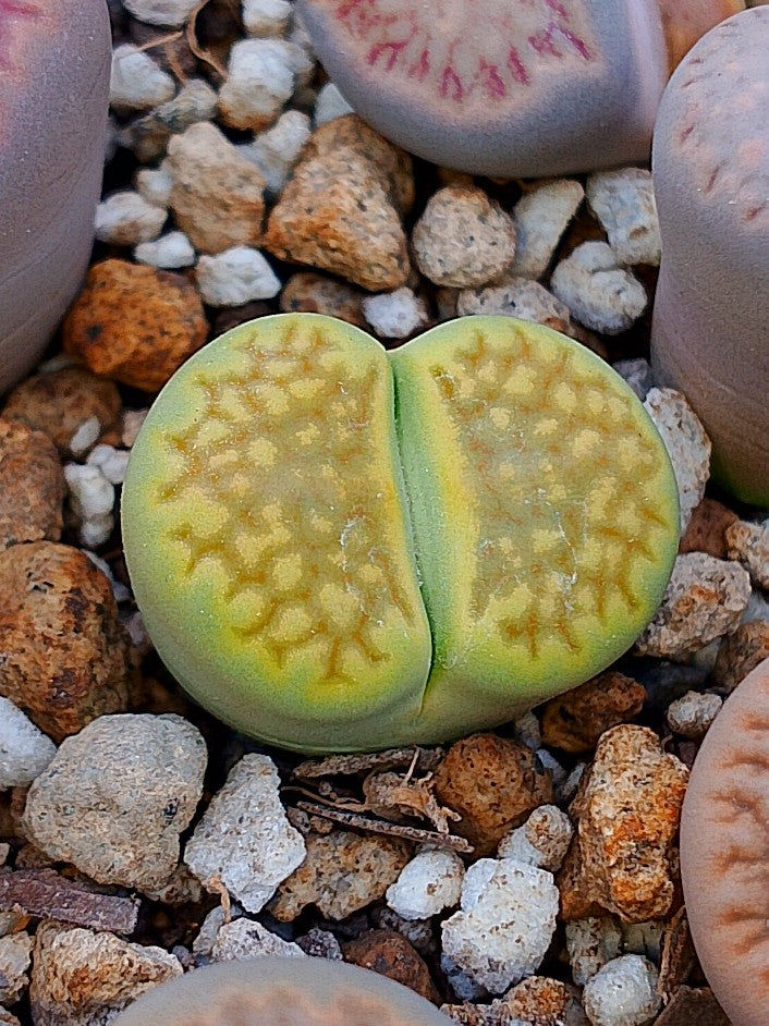 C111A Lithops hallii v. ochracea 'Green Soapstone' E