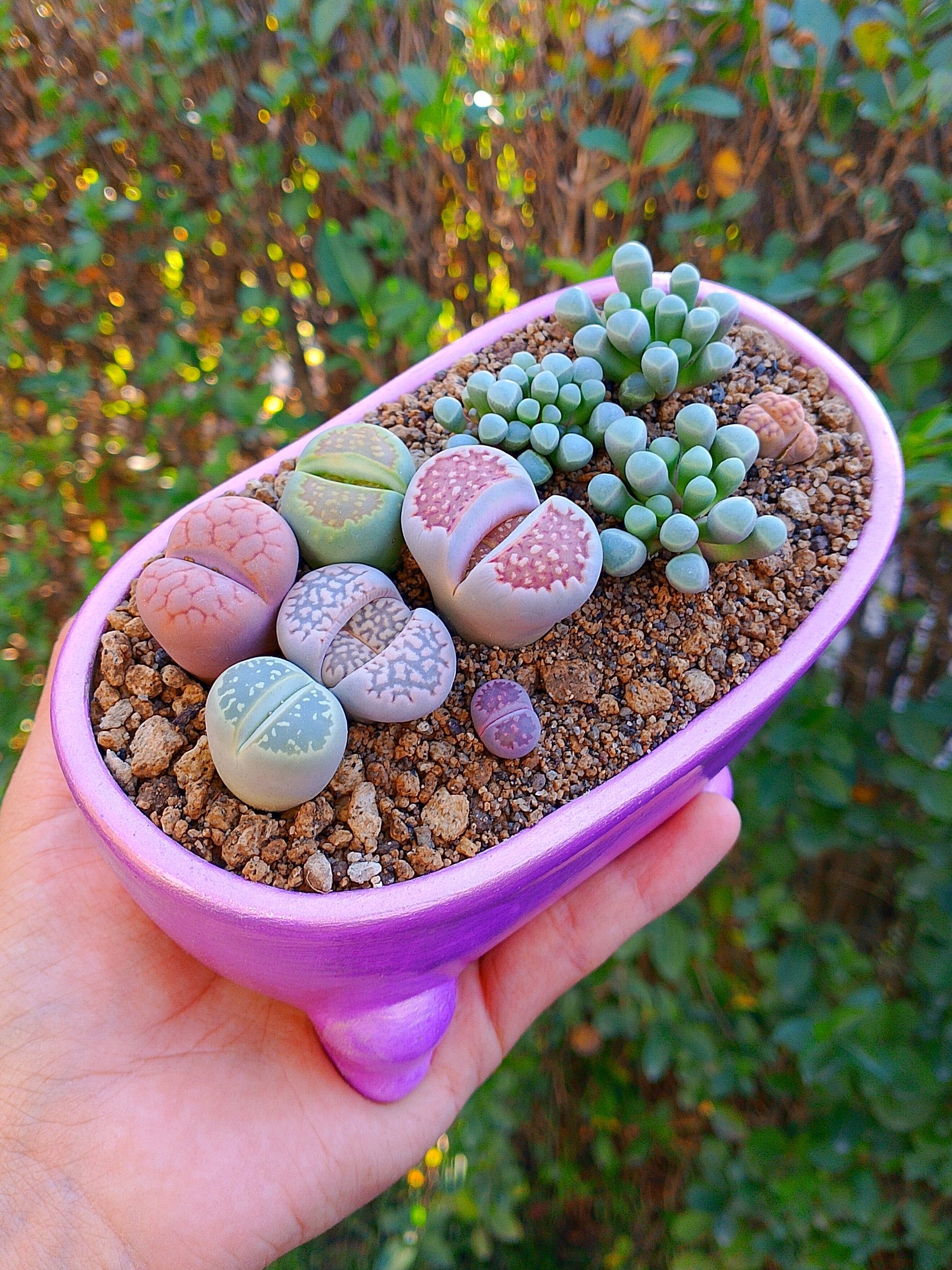 Paquete Lithops Premium - bañera