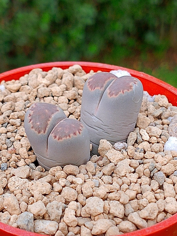 Lithops Salicola | 2 cabezas