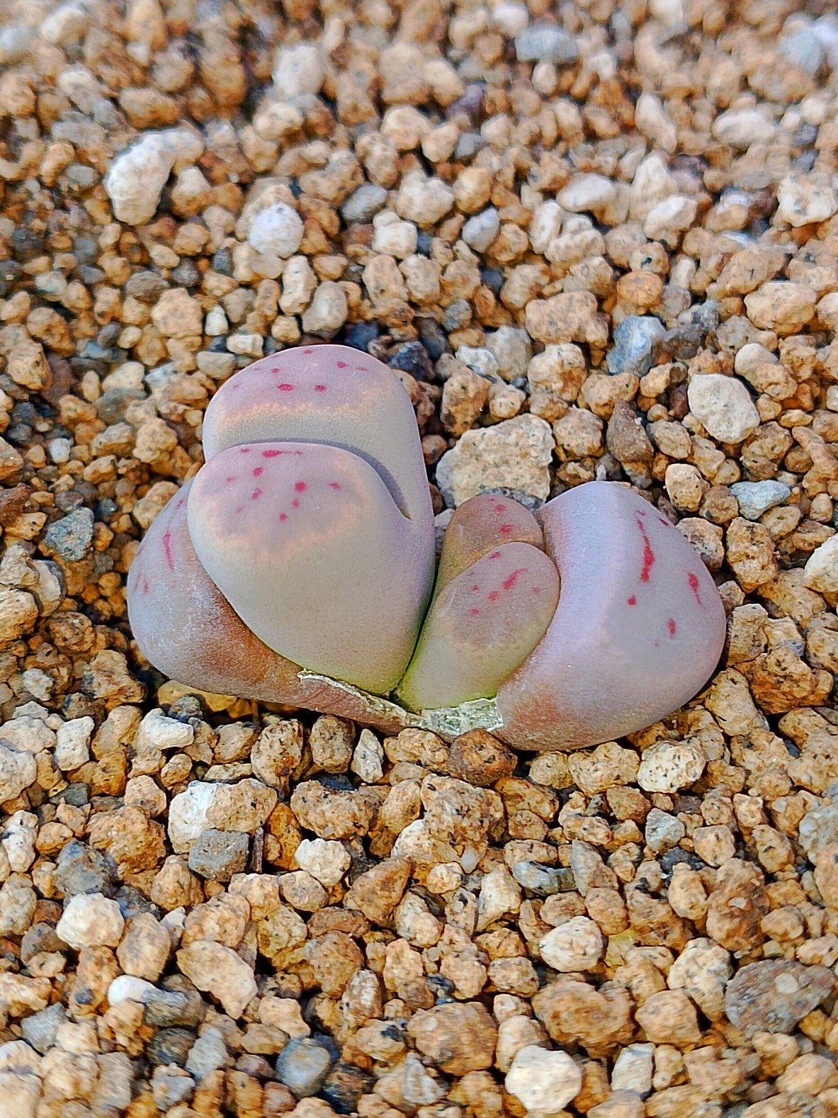 C206 	Lithops dinteri ssp. dinteri v. dinteri