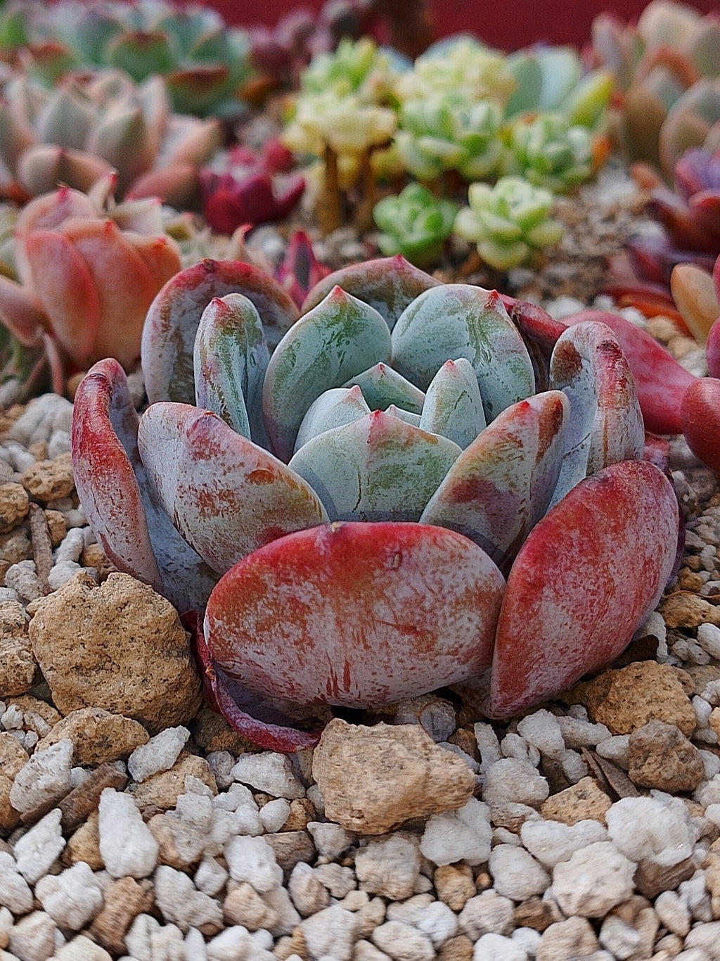 Echeveria Soulmint | maceta 3.5"