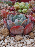 Echeveria Soulmint | maceta 3.5"