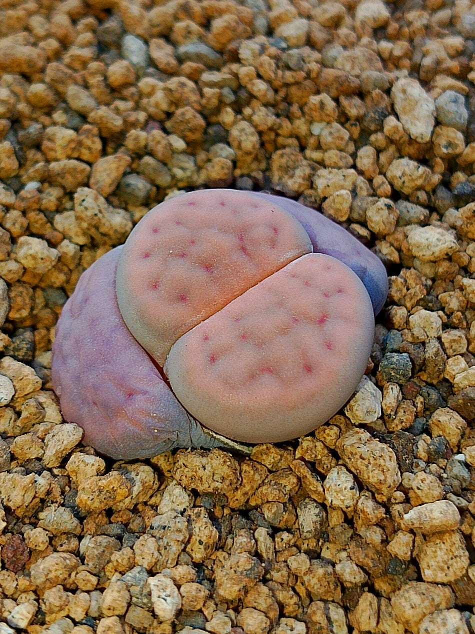 C247 	Lithops schwantesii ssp. schwantesii v. rugosa