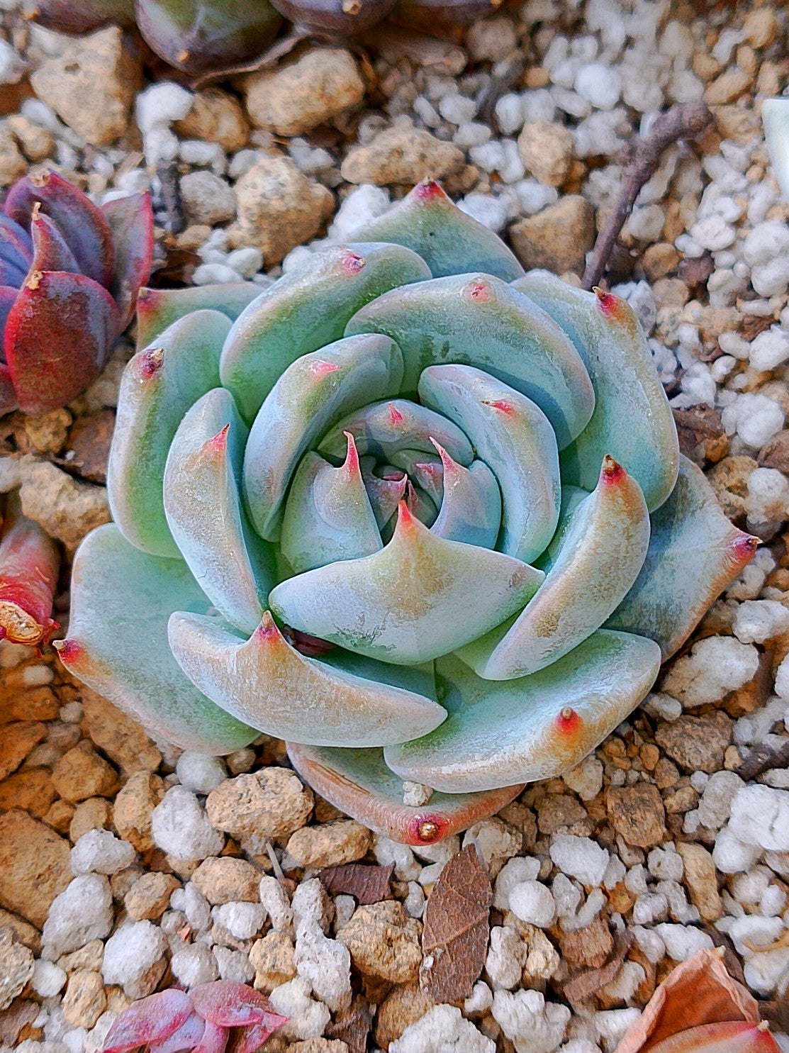 Echeveria Pikachu