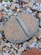 C278 	Lithops fulviceps v. fulviceps B