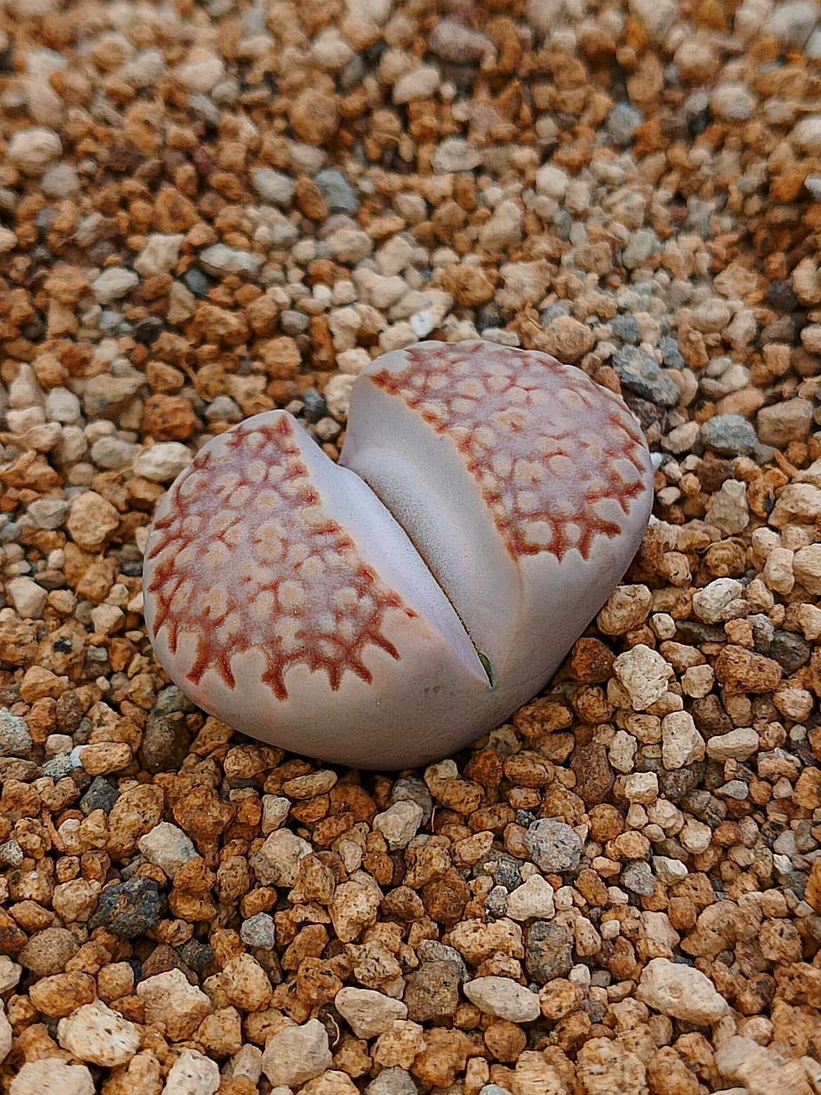 C259 	Lithops julii ssp. fulleri v. fulleri