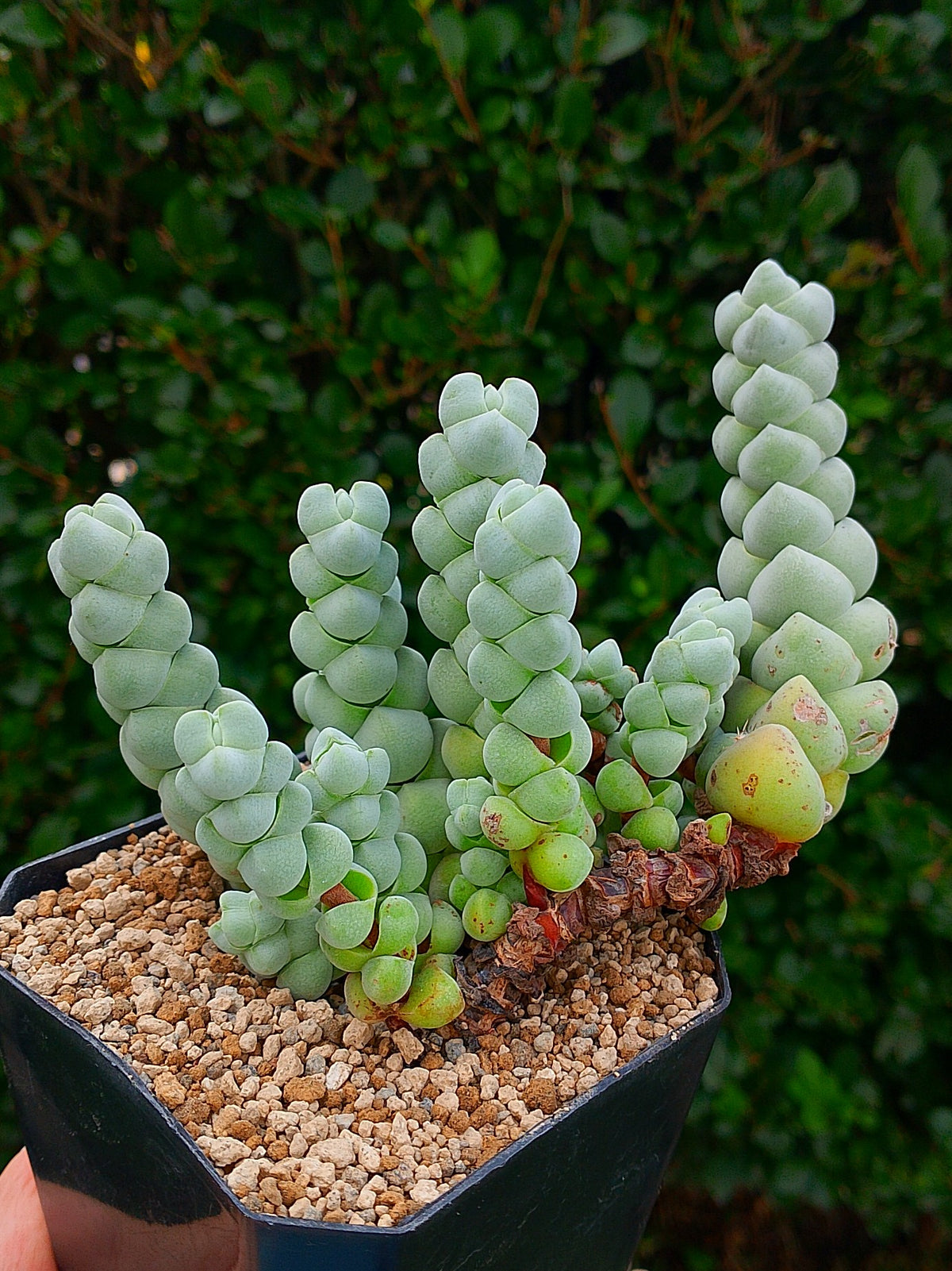 Crassula Plegmatoides | maceta 3.5"