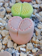 CL005 Lithops Salicola